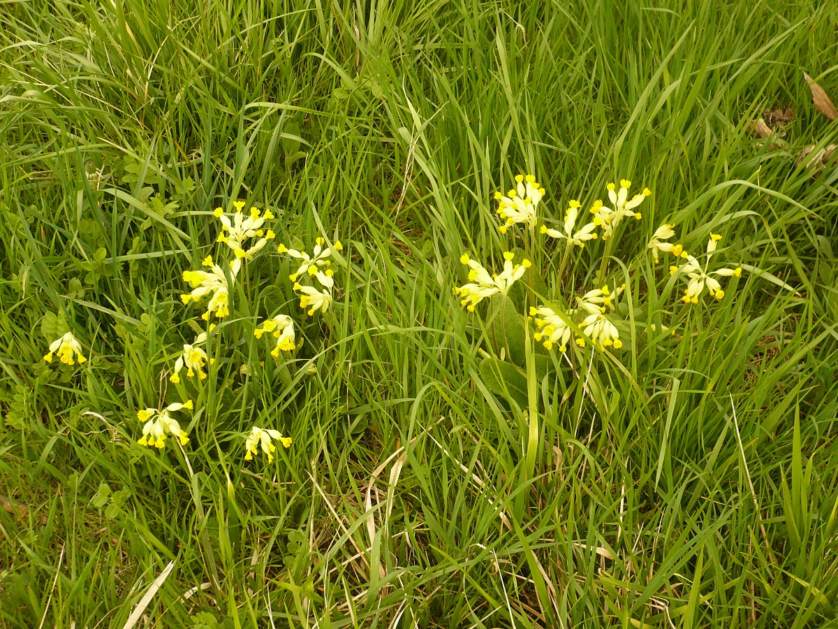 Primula veris var. veris (Primulaceae)